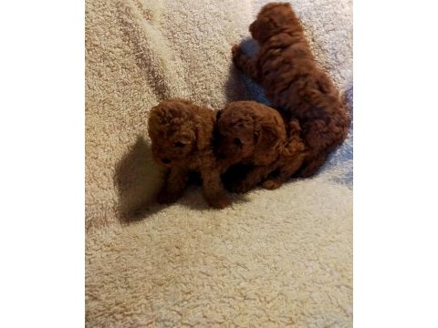 Ankaranın en seçkin redbrown toy poodle yavrularımız