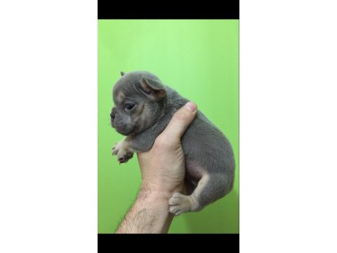 Lilac tan erkek french bulldog bebeğimiz yeni evini arıyor