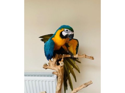 10 aylık macaw papağanımız