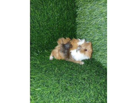 Guinea pig yavrular aynı gün set halinde teslim edilir