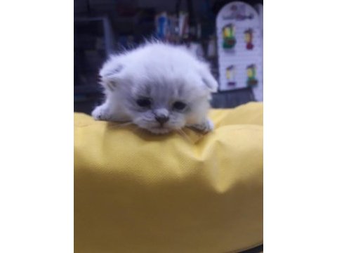 Akkuş üretim çiftliğinden scottish fold yavruları
