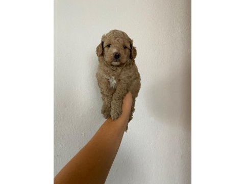 Maltipoo köpek