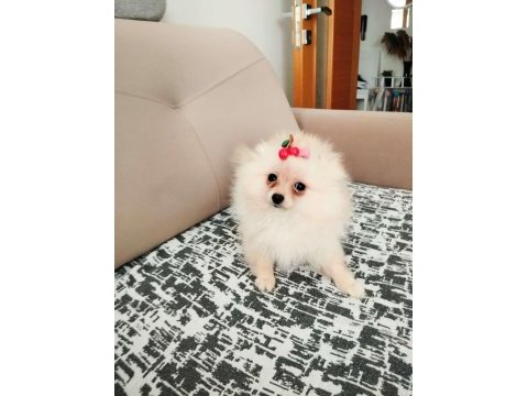 27. 01.2025 doğumlu dişi pomeranian boo alanya