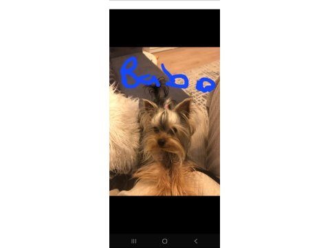 Yorkshire terrier erkek yavrumuz