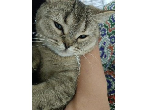 British dişi kedimiz