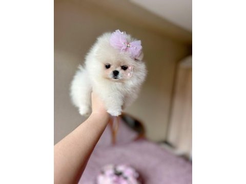 Teacup kısa burur pomeranian prenses
