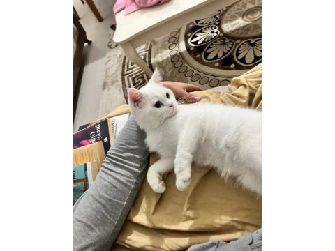 Aşıları tam kedimiz