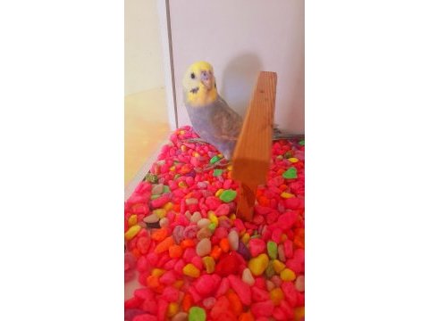 Rainbow erkek yavru yeni yeme düştü ele alıştırmalık kuşumuz