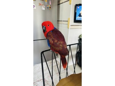 Eclectus papağanı