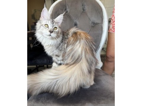 Maine coon xxxl polydactyl dişi sılver 66/66