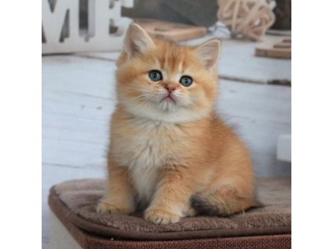 British shorthair yavruları