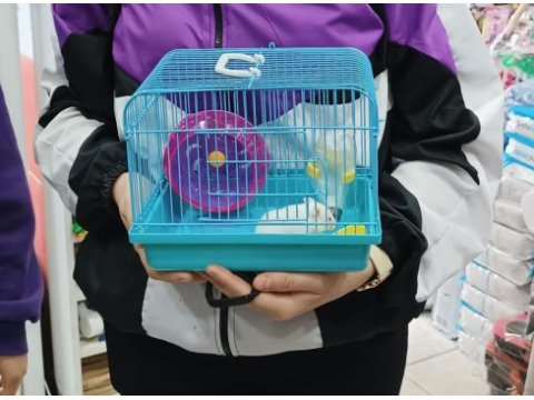 Renk renk yavru hamsterler