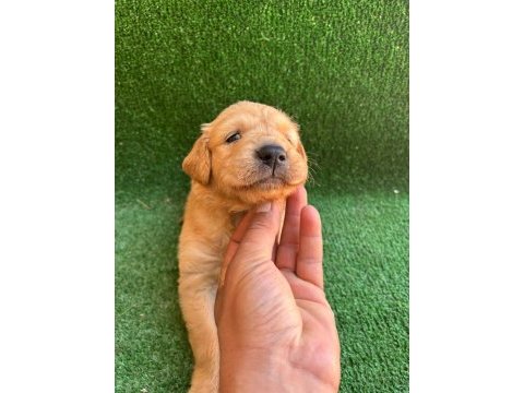 Golden retriever yavrularımız 2 aylık