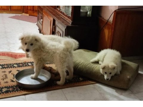 Şu çılgın samoyed yavrularımız