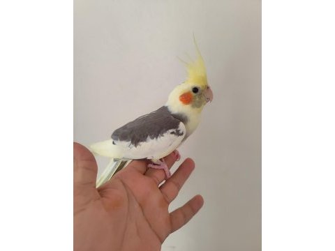 Pied sultan papağanı
