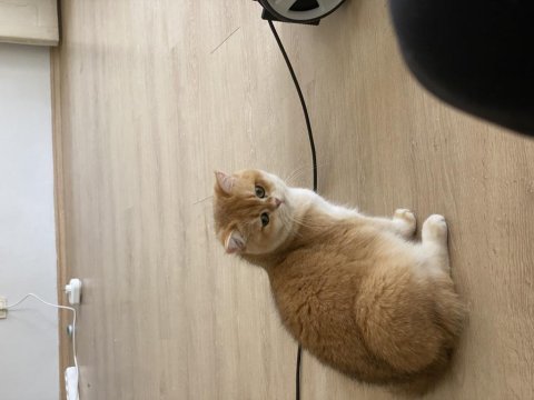 British shorthair 1 yaşında
