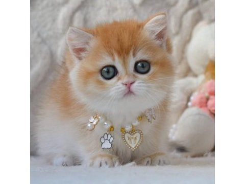 Dünya güzeli ny12 golden british shorthair