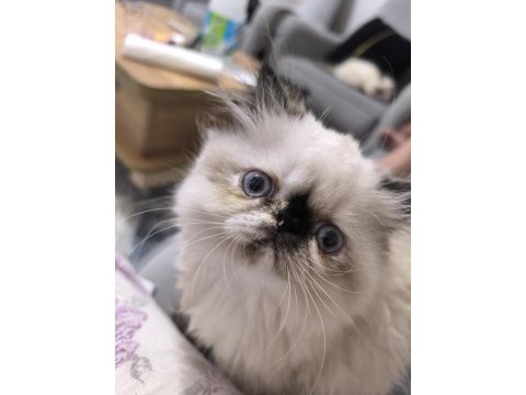 İran kedisi haskan himalayan