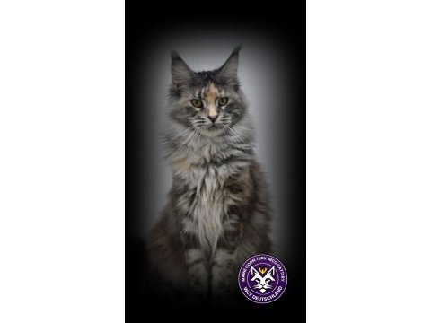 Lo şecereli maine coon kediler