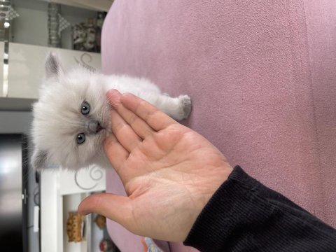 Çok sevimli minnoş british longhair yavrunuz
