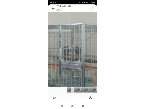 Süper çift jako papağanı