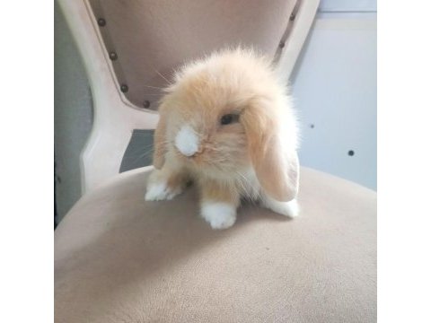 Lop tavşanlarımız sahiplerini bekliyor