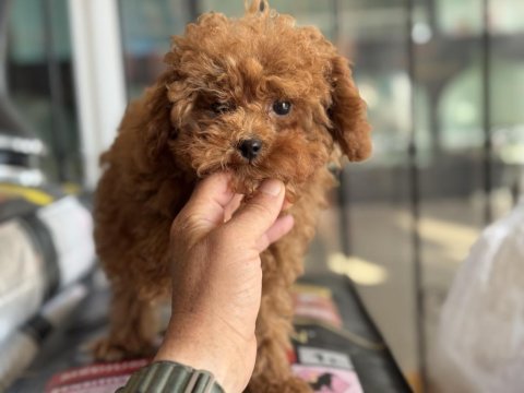 4 aylık 700 gr tea cup kore poodle ziyarete açık