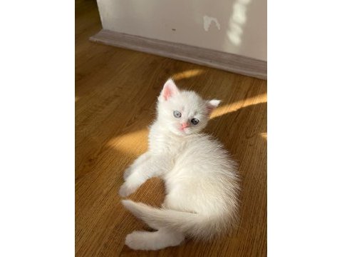 2 aylık british shorthair