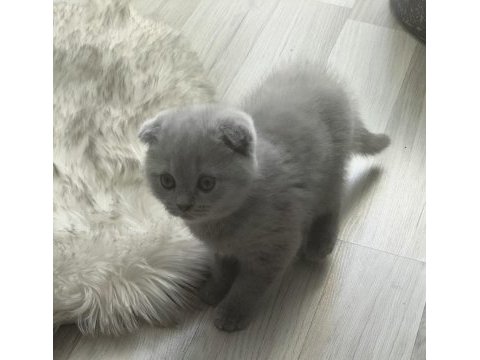 Scottish fold 60 günlük