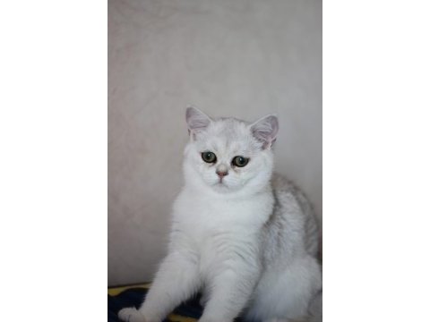 British shorthair silver shadad yavrularımız