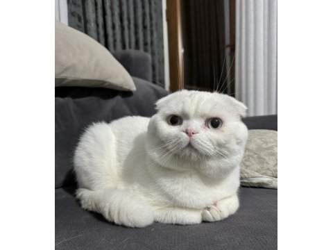 Safkan mavi gözlü scottish fold ismine duyarlı