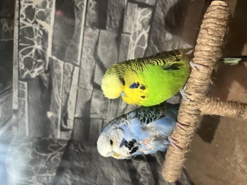 Genç sağlıklı show jumbo takım muhabbet kuşu