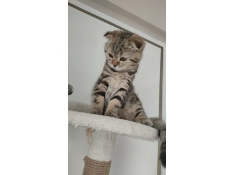 Scottish fold yavruları