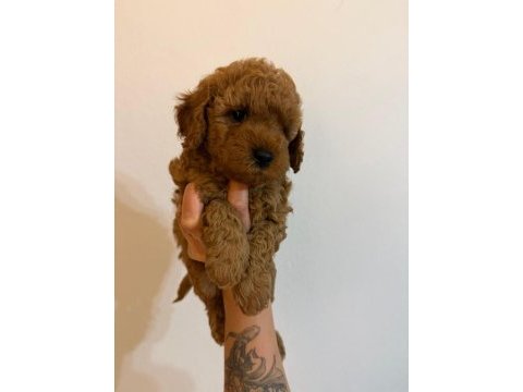 Anne altından safkan toy poodle yavrularım