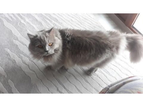 8 aylık lilac renkli erkek british longhair
