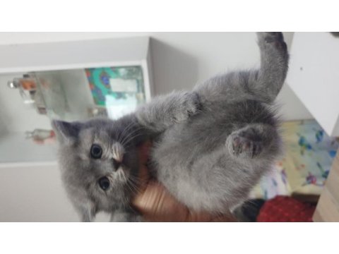 Yavrularımız yeni sahiplerini bekliyor british shorthair