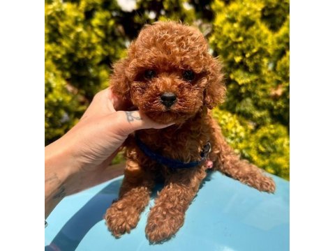 Sevimli toy poodle yavrularımız