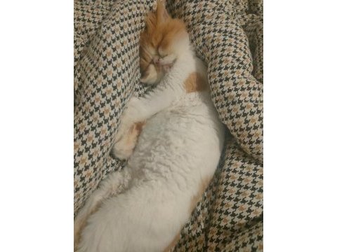 1 yaşında tatlış exotic kedimiz