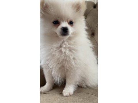 Dişi beyaz pomeranian boo