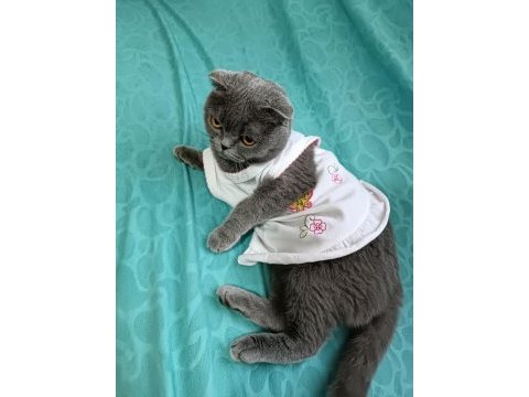 1.5 yaşında scottish fold