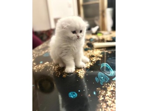 2 aylık scottish fold minikler