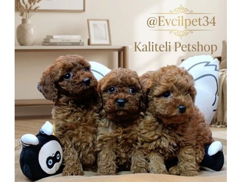 Safkan toy poodle bebeklerimiz bakırköy