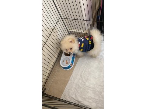 2 aylık pomeranian bebeğimiz