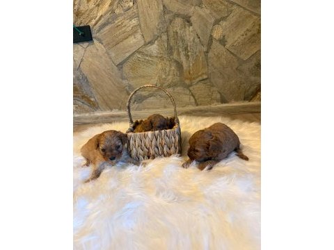 Maltipoo cinsi yavrularımız
