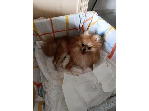 En uyguna en kaliteli pomeranian