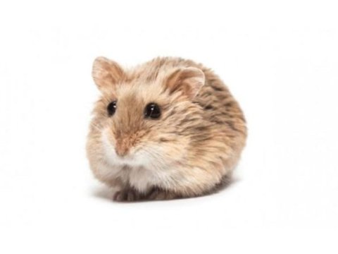 Gonzales hamster albino cinsi