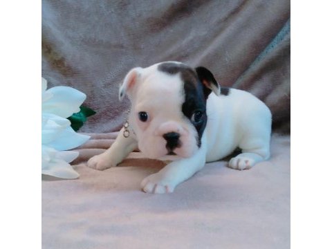 French bulldog yavruları