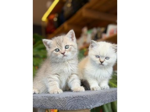 Sağlık ve ırk garantili british shorthair