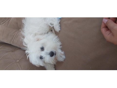 5 aylık dişi maltese terrier