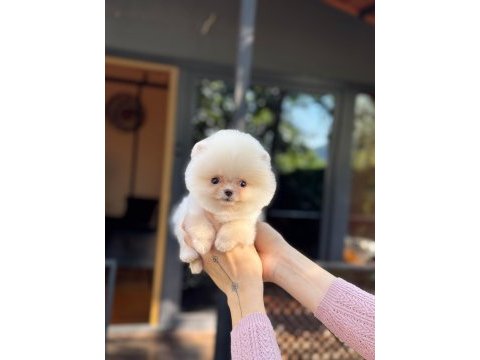Sağlık ve ırk garantili pomeranian